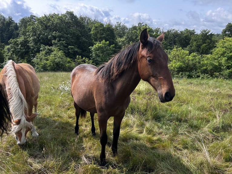 Andaluso Stallone 1 Anno 160 cm Baio in Ballenstedt