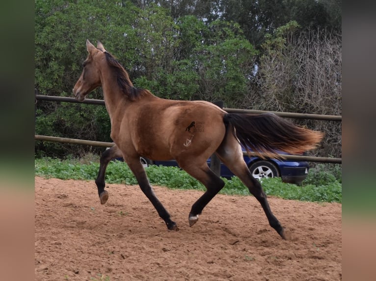 Andaluso Stallone 1 Anno 160 cm Grigio in Mallorca