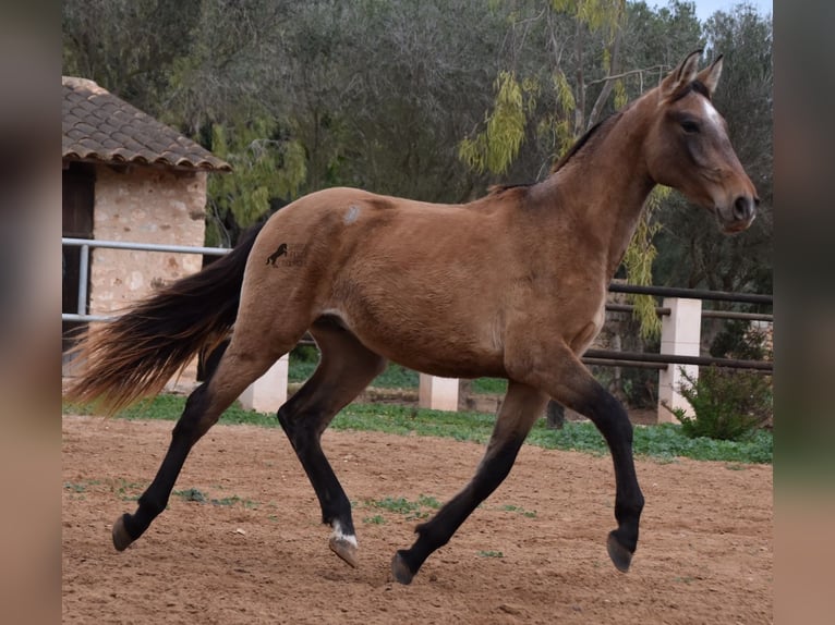 Andaluso Stallone 1 Anno 160 cm Grigio in Mallorca