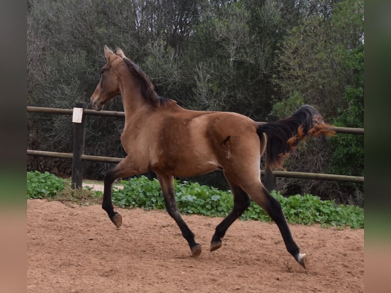 Andaluso Stallone 1 Anno 160 cm Grigio in Mallorca