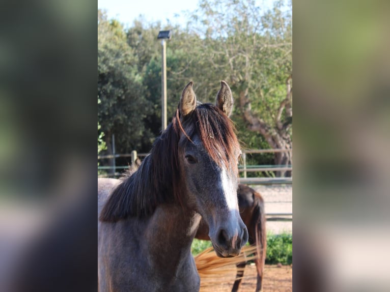 Andaluso Stallone 1 Anno 160 cm Grigio in Felanitx