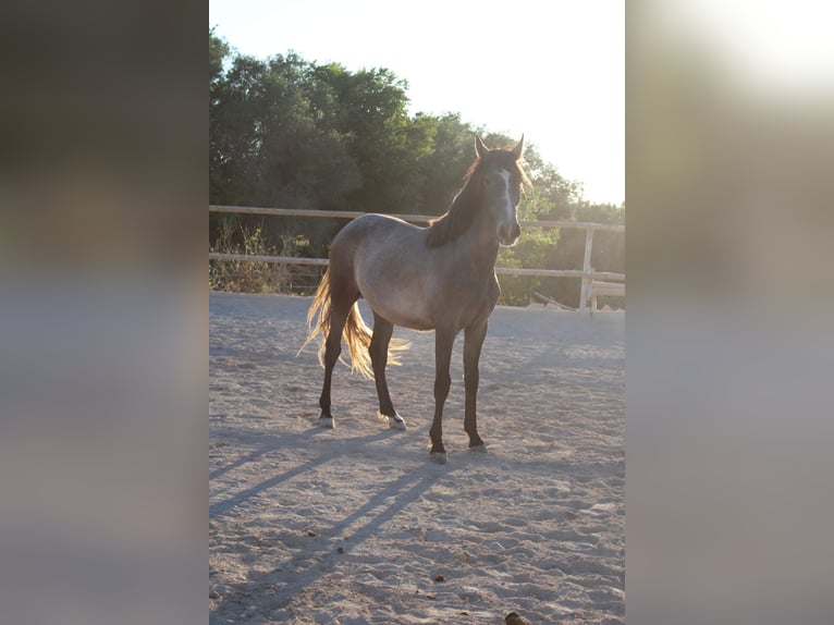 Andaluso Stallone 1 Anno 160 cm Grigio in Felanitx