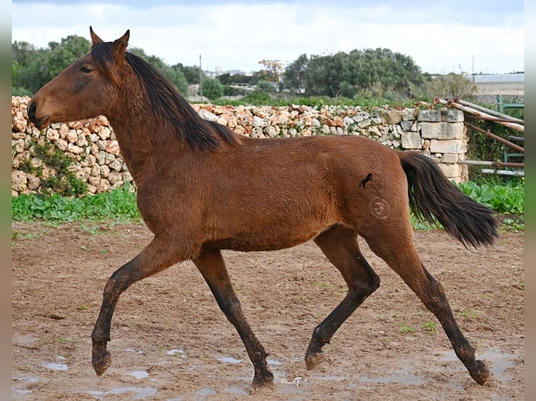 Andaluso Stallone 1 Anno 162 cm Baio in Menorca
