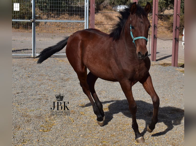 Andaluso Mix Stallone 1 Anno 163 cm Baio in Tabernas Almeria