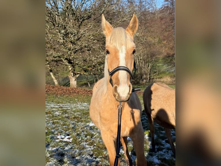 Andaluso Mix Stallone 1 Anno 163 cm Palomino in Birkenfeld