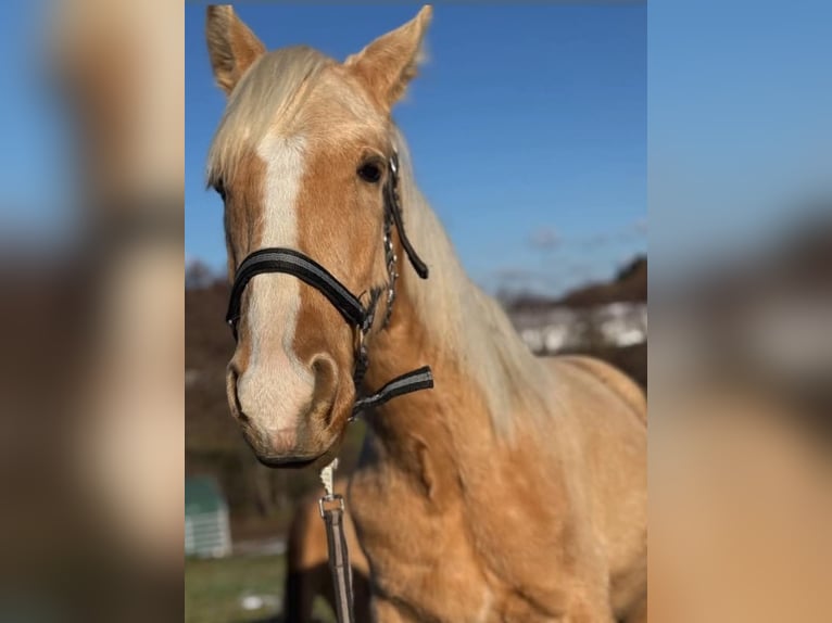 Andaluso Mix Stallone 1 Anno 163 cm Palomino in Birkenfeld