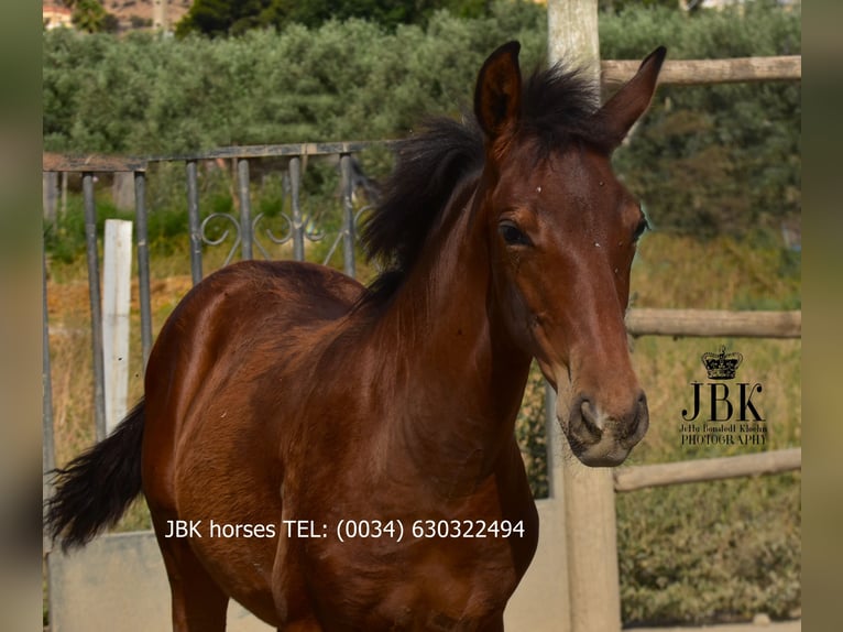 Andaluso Stallone 1 Anno 164 cm Baio in Tabernas Almeria