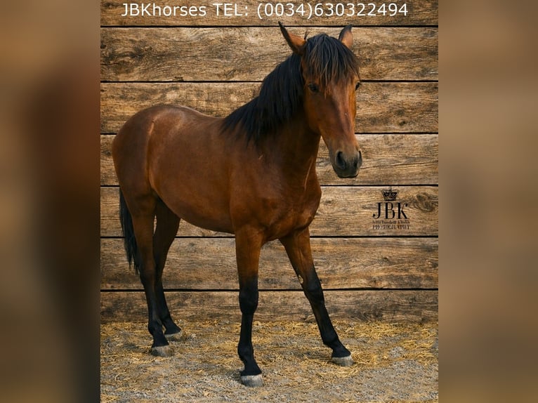 Andaluso Stallone 1 Anno 164 cm Baio in Tabernas Almeria