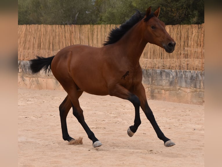 Andaluso Stallone 1 Anno 165 cm Baio in Mallorca