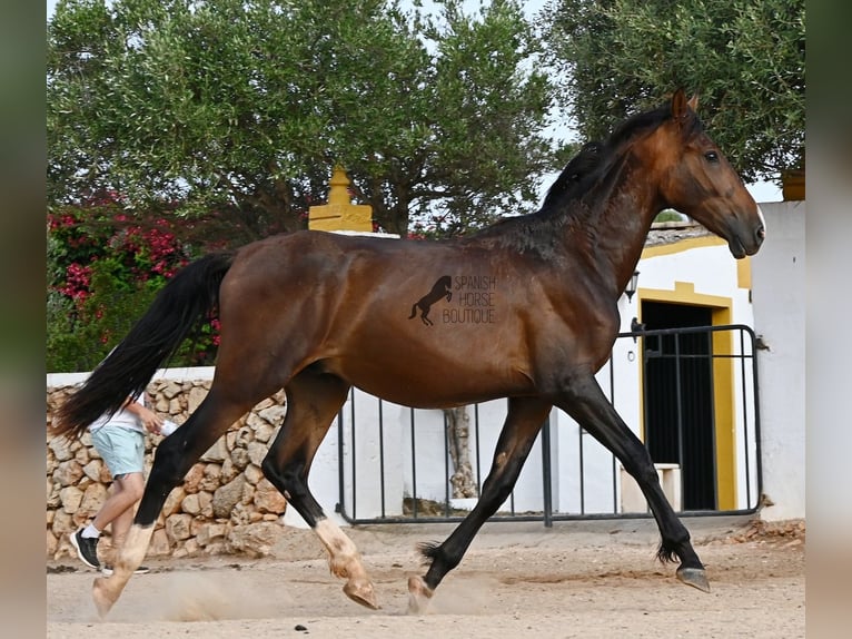 Andaluso Stallone 1 Anno 165 cm Baio in Menorca