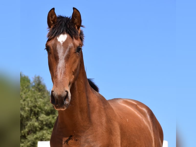 Andaluso Stallone 1 Anno 166 cm Baio in Menorca