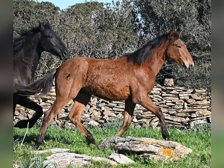 Andaluso Mix Stallone 1 Anno 168 cm Baio in Menorca