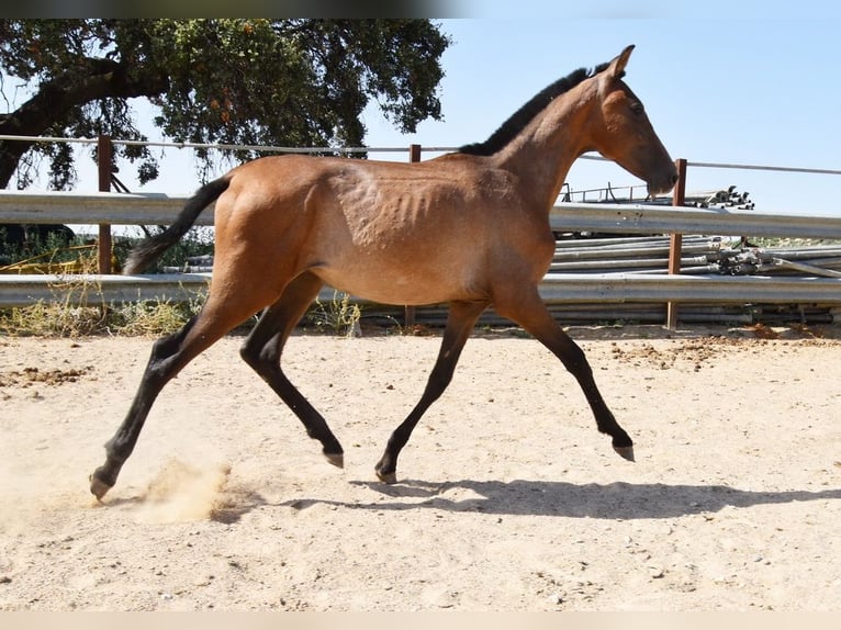 Andaluso Stallone 1 Anno Grigio in Provinz Cordoba