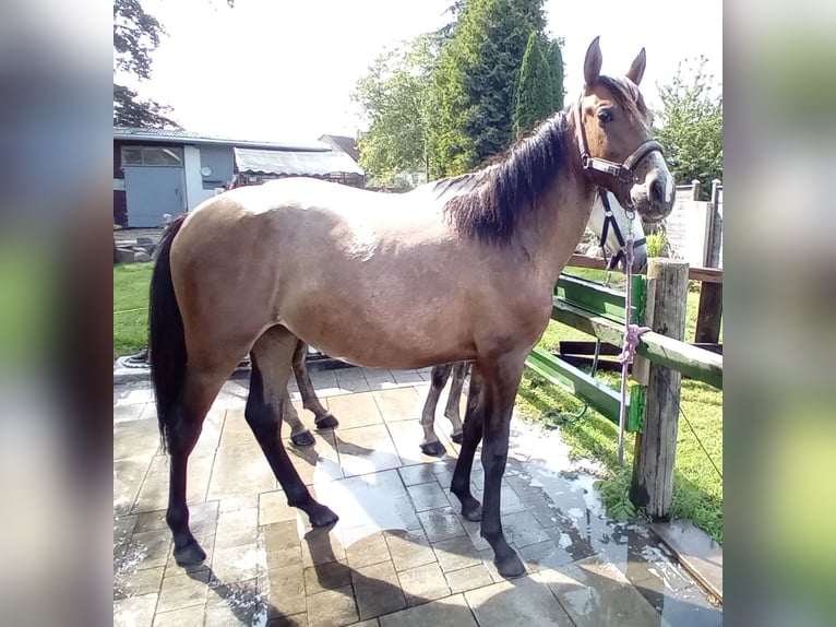 Andaluso Mix Stallone 2 Anni 140 cm Baio in Langenhagen