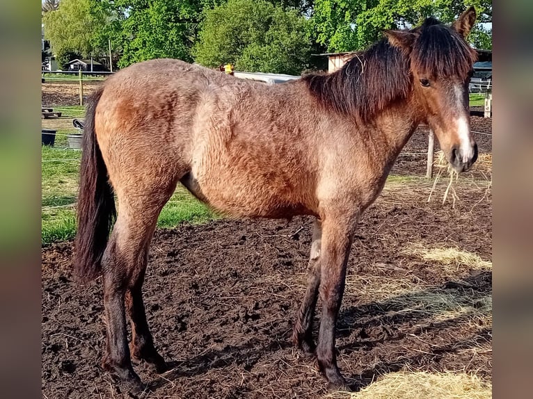 Andaluso Mix Stallone 2 Anni 140 cm Baio in Langenhagen