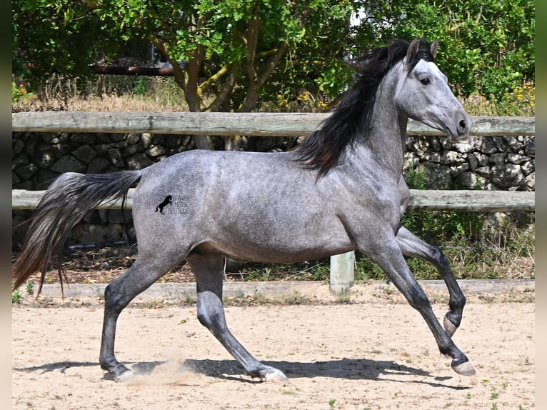 Andaluso Stallone 2 Anni 148 cm Grigio in Menorca