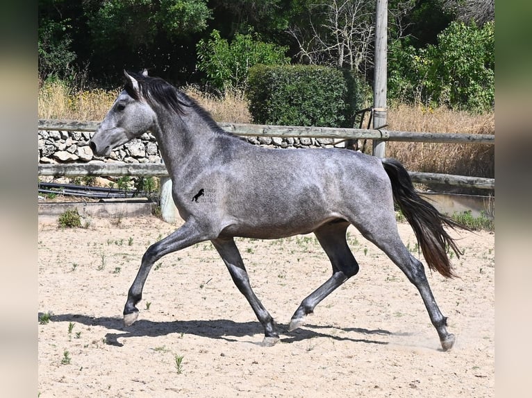 Andaluso Stallone 2 Anni 148 cm Grigio in Menorca