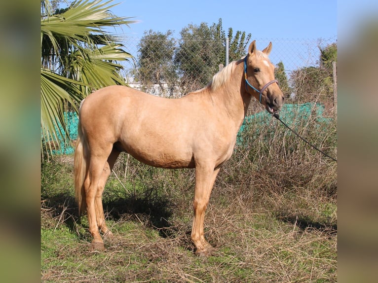 Andaluso Stallone 2 Anni 155 cm Palomino in Vejer de la Frontera