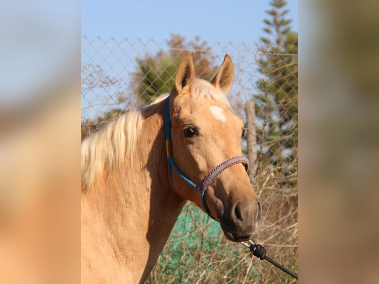 Andaluso Stallone 2 Anni 155 cm Palomino in Vejer de la Frontera