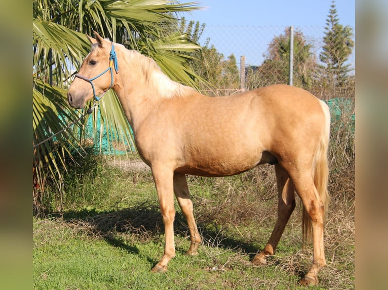 Andaluso Stallone 2 Anni 155 cm Palomino in Vejer de la Frontera