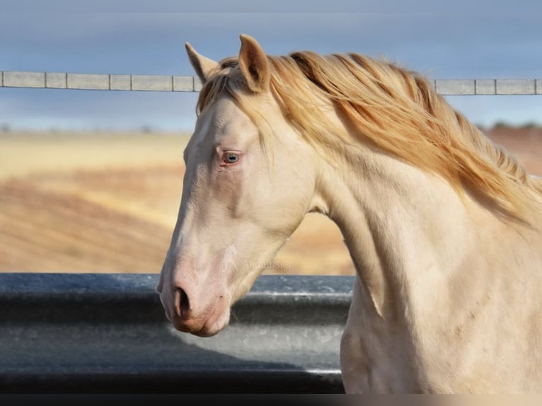 Andaluso Stallone 2 Anni 155 cm Perlino in Provinz Cordoba