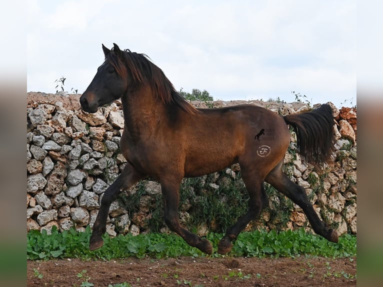 Andaluso Stallone 2 Anni 159 cm Baio in Menorca