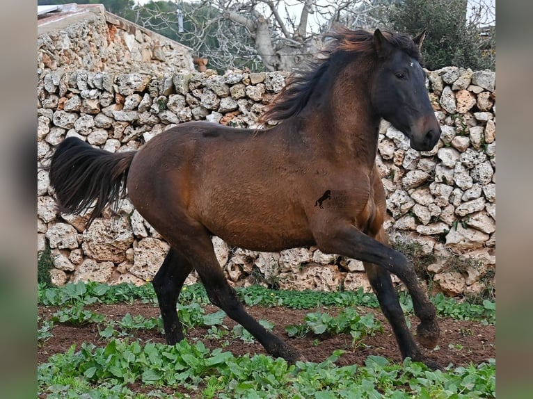 Andaluso Stallone 2 Anni 159 cm Baio in Menorca