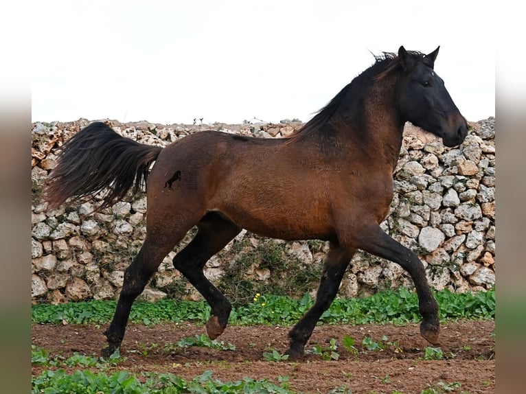 Andaluso Stallone 2 Anni 159 cm Baio in Menorca