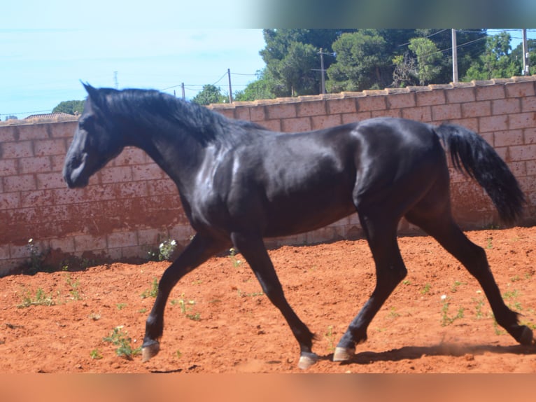Andaluso Stallone 2 Anni 159 cm Morello in Chiclana