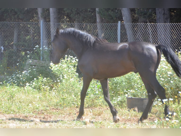 Andaluso Stallone 2 Anni 159 cm Morello in Chiclana