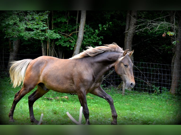 Andaluso Mix Stallone 2 Anni 160 cm Baio ciliegia in Nowica