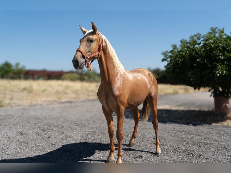 Andaluso Stallone 2 Anni 160 cm Palomino in Mostoles