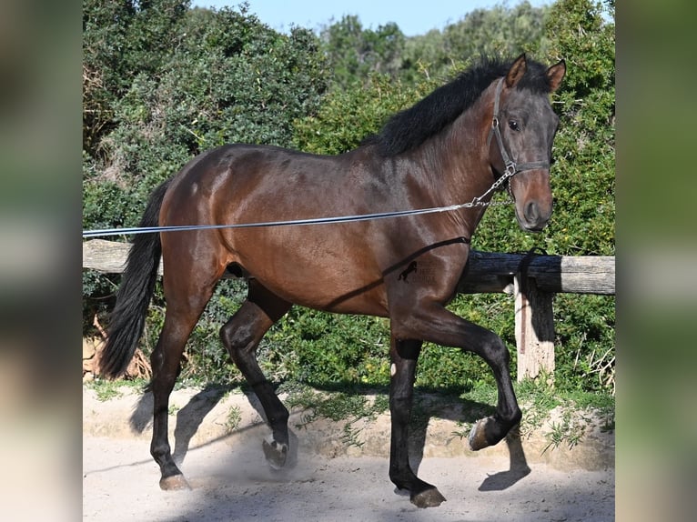 Andaluso Stallone 2 Anni 162 cm Baio in Menorca