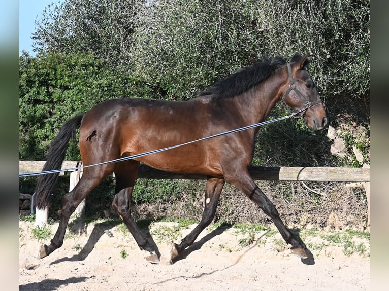 Andaluso Stallone 2 Anni 162 cm Baio in Menorca