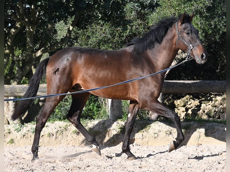 Andaluso Stallone 2 Anni 162 cm Baio in Menorca
