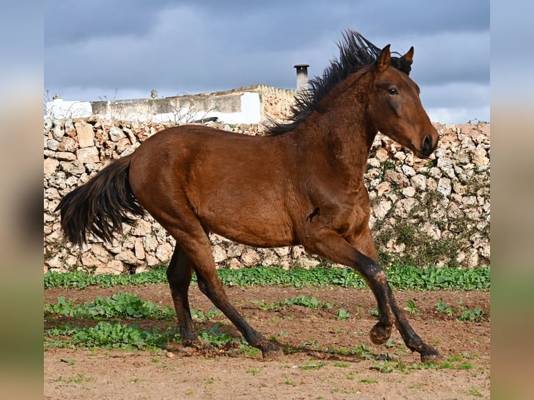 Andaluso Stallone 2 Anni 162 cm Baio in Menorca
