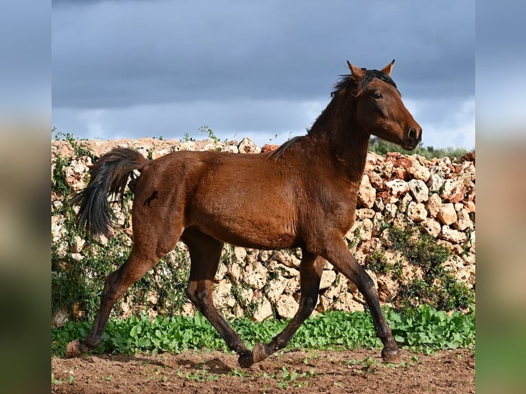 Andaluso Stallone 2 Anni 162 cm Baio in Menorca
