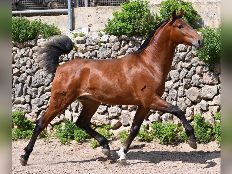 Andaluso Stallone 2 Anni 165 cm Baio in Mallorca