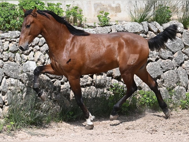 Andaluso Stallone 2 Anni 165 cm Baio in Mallorca