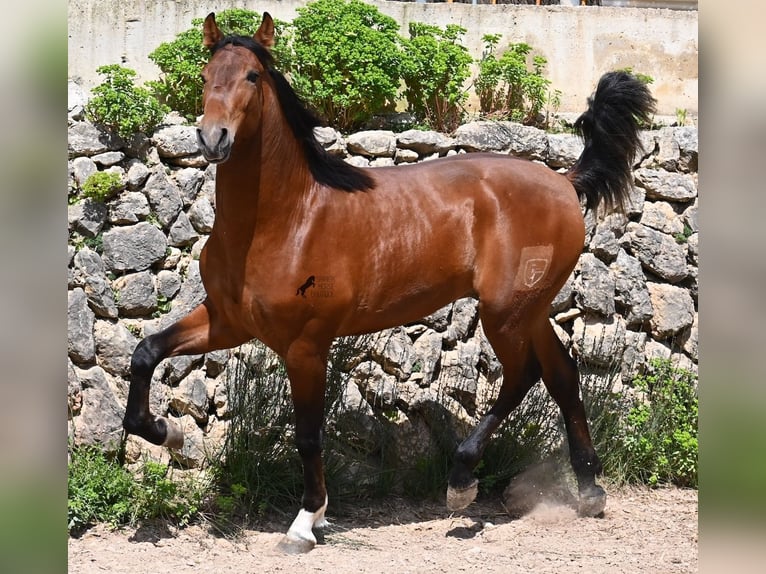 Andaluso Stallone 2 Anni 165 cm Baio in Mallorca