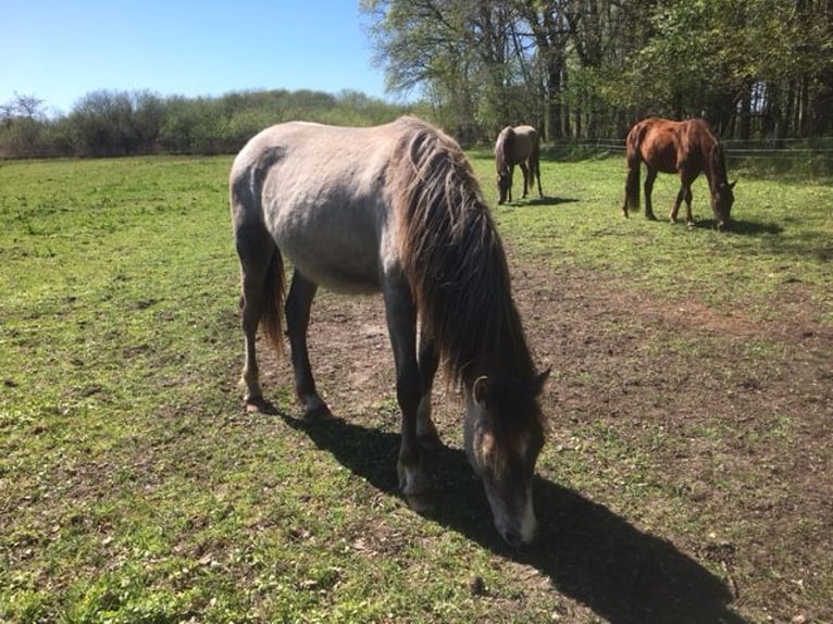 Andaluso Stallone 2 Anni 165 cm Grigio rossastro in Großvollstedt