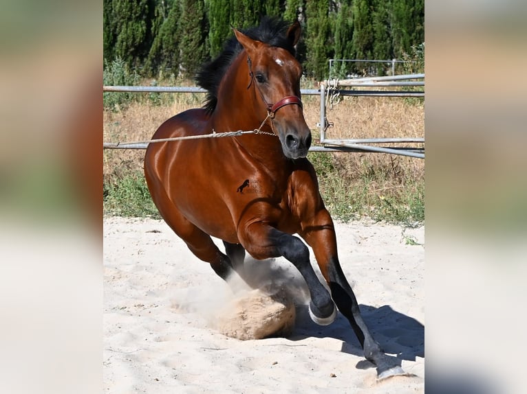 Andaluso Stallone 2 Anni 169 cm Baio in Mallorca