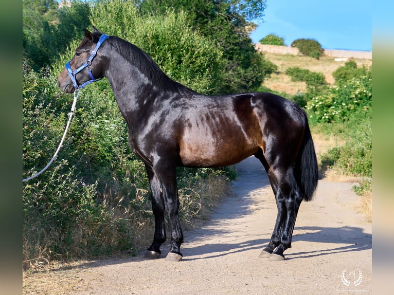 Andaluso Stallone 2 Anni 170 cm Baio scuro in Navalperal De Pinares