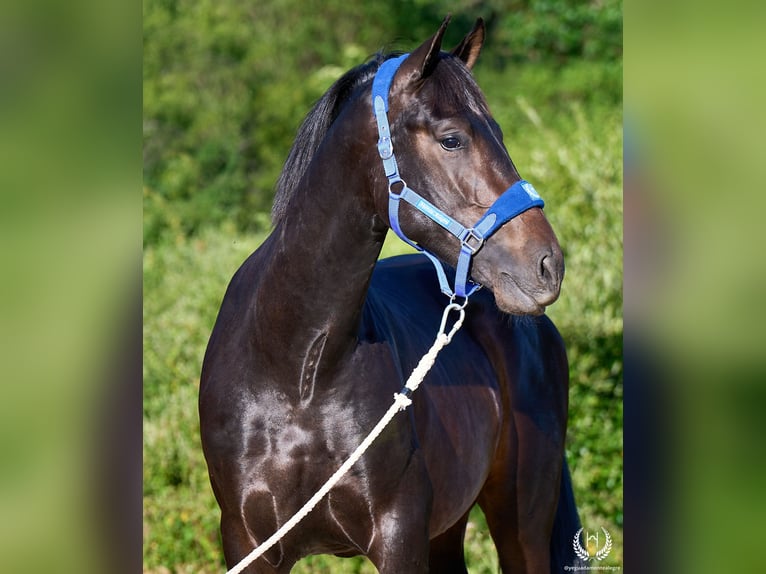 Andaluso Stallone 2 Anni 170 cm Baio scuro in Navalperal De Pinares