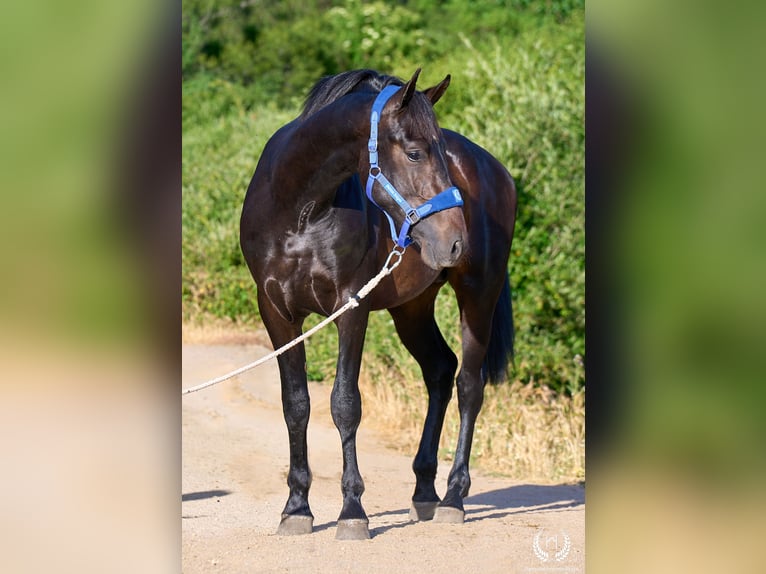 Andaluso Stallone 2 Anni 170 cm Baio scuro in Navalperal De Pinares
