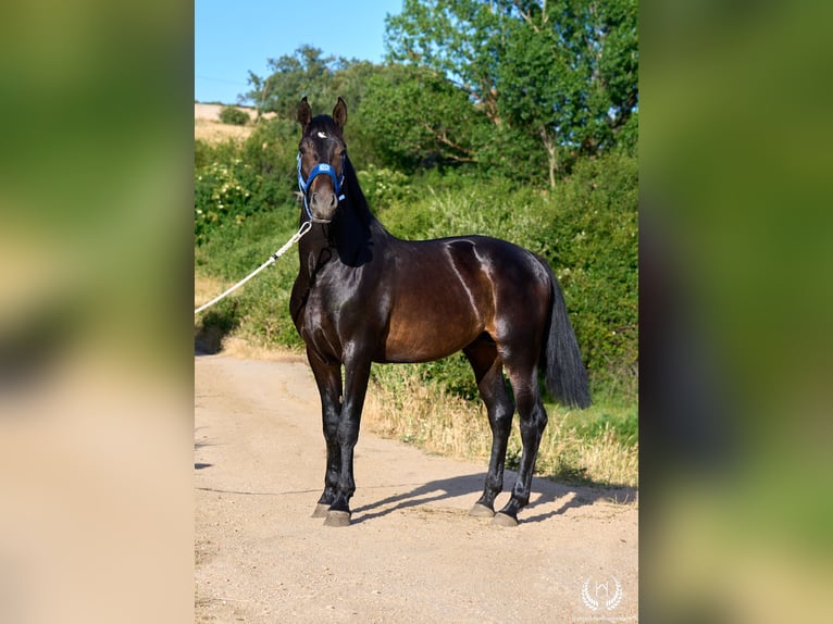 Andaluso Stallone 2 Anni 170 cm Baio scuro in Navalperal De Pinares