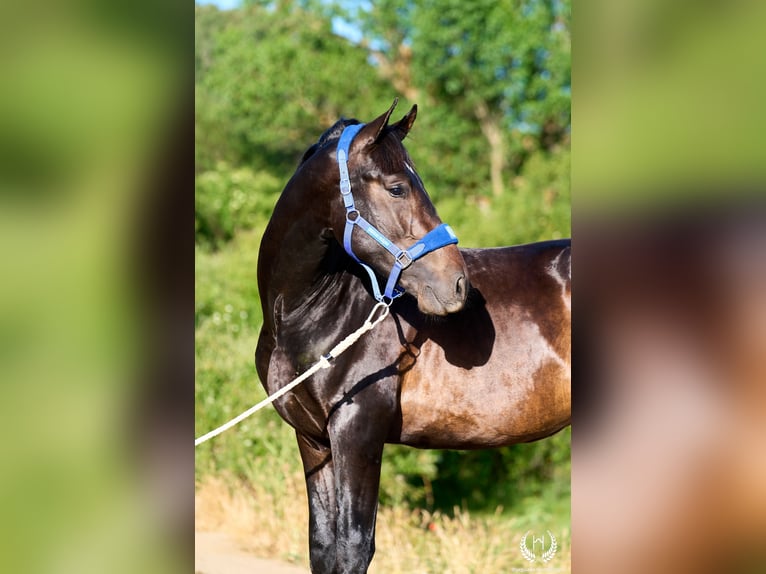 Andaluso Stallone 2 Anni 170 cm Baio scuro in Navalperal De Pinares