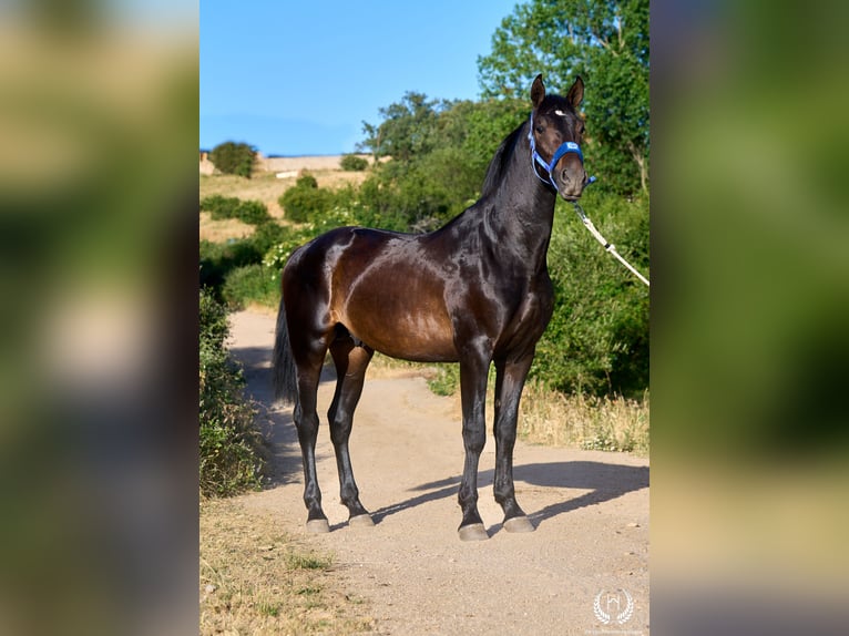 Andaluso Stallone 2 Anni 170 cm Baio scuro in Navalperal De Pinares