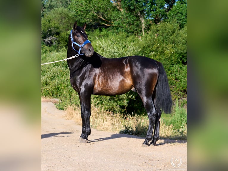 Andaluso Stallone 2 Anni 170 cm Baio scuro in Navalperal De Pinares