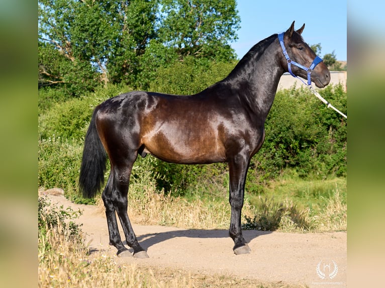 Andaluso Stallone 2 Anni 170 cm Baio scuro in Navalperal De Pinares
